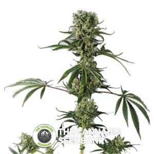 Moby Dick #2 Feminised Dinafem Seeds