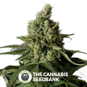 Moby Dick CBD Feminised Dinafem Seeds