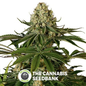 Power Kush Feminised Dinafem Seeds