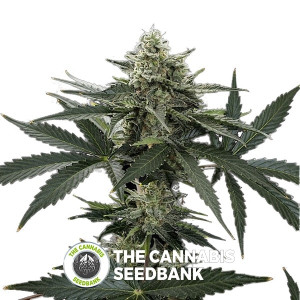 Roadrunner #2 Auto (Dinafem Seeds) - The Cannabis Seedbank