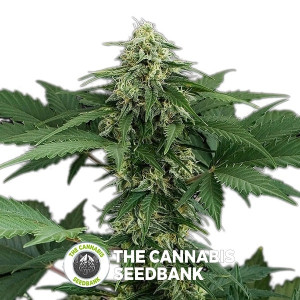 Roadrunner Auto (Dinafem Seeds) - The Cannabis Seedbank