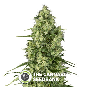 Santa Sativa Feminised Dinafem Seeds