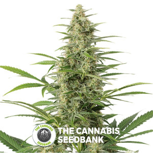 Sour Diesel Auto Feminised Dinafem Seeds