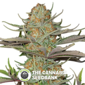 Sweet Deep Grapefruit Feminised Dinafem Seeds