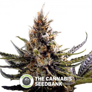 24K Gold (DNA Genetics) - The Cannabis Seedbank