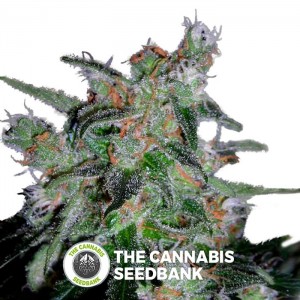 60 Day Lemon Auto-flowering (DNA Genetics) - The Cannabis Seedbank