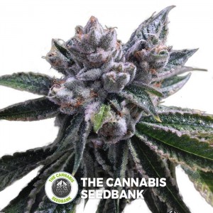 El Fuego AUTO (DNA Genetics) - The Cannabis Seedbank