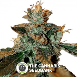 Cataract Kush (DNA Genetics) - The Cannabis Seedbank