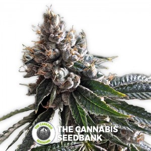 Golden Lemons (DNA Genetics) - The Cannabis Seedbank