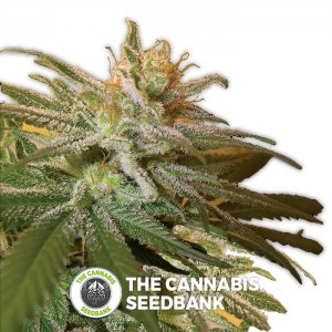 Kushberry seeds (DNA Genetics) - The Cannabis Seedbank