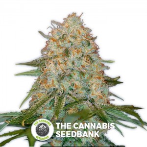 La Chocolat (DNA Genetics) - The Cannabis Seedbank