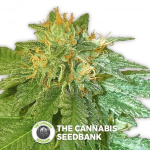 L.A. Confidential (DNA Genetics) - The Cannabis Seedbank