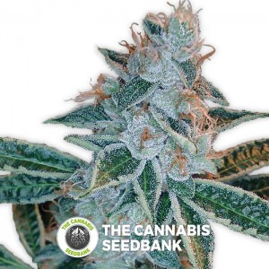 Lemon OG Kush (DNA Genetics) - The Cannabis Seedbank