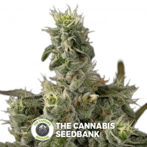 Nicole Kush (DNA Genetics) - The Cannabis Seedbank