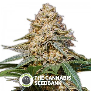 Silver LA (DNA Genetics) - The Cannabis Seedbank