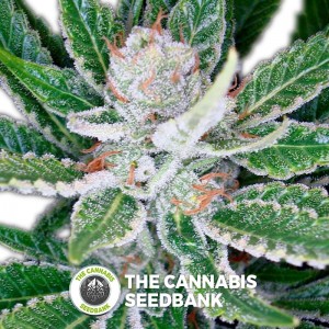 SleeStack (DNA Genetics) - The Cannabis Seedbank