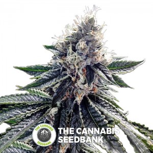 Sour Kosher (DNA Genetics) - The Cannabis Seedbank