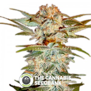 Stacked Kush (DNA Genetics) - The Cannabis Seedbank