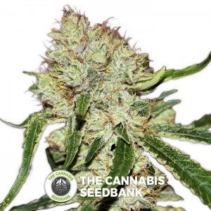 Tangilope (DNA Genetics) - The Cannabis Seedbank