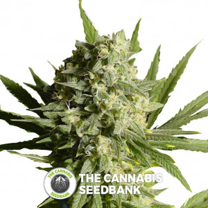 Double Dutch -  Feminised - Serious Seeds