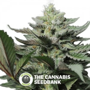 Dreamcatcher (710 Genetics) - The Cannabis Seedbank