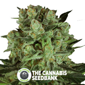 Durga Mata I:I CBD - Feminised - Paradise Seeds