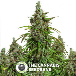 Auto Mazar - Autoflowering - Dutch Passion