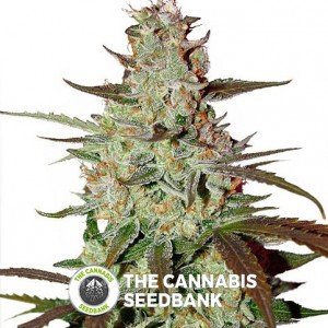 Blue AutoMazar - Dutch Passion - Autoflowering