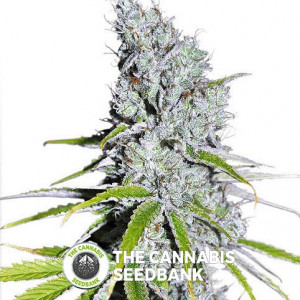 CBD Skunk Haze - Feminised Cannabis Seeds - Dutch Passion