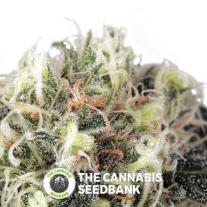 Snow Bud - Feminised Cannabis Seeds - Dutch Passion
