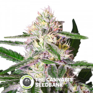 Edam Bomb - Feminised Cannabis Seeds - Bomb Seeds