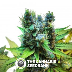 F13 Regular (DJ Short) - The Cannabis Seedbank