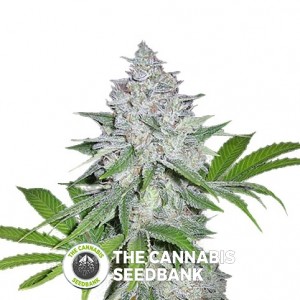 Californian Snow Autoflowering Feminised FastBuds Seeds