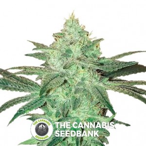 Stardawg Auto (FastBuds Seeds) - The Cannabis Seedbank