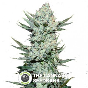 Tangie Auto (FastBuds Seeds) - The Cannabis Seedbank