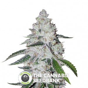 West Coast O.G. Autoflowering Feminised FastBuds Seeds