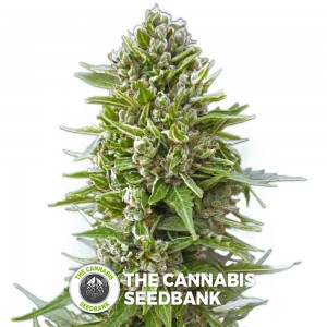 Female Collection #1 Seeds (00 Seeds) - The Cannabis Seedbank