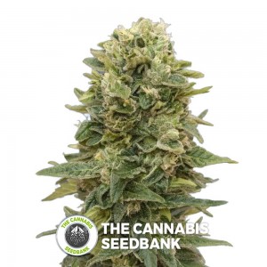 Female Mix (00 Seeds) - The Cannabis Seedbank