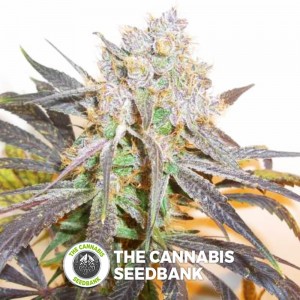 Flo Regular (DJ Short) - The Cannabis Seedbank