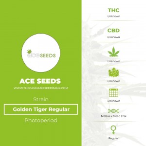 Golden Tiger Regular (Ace Seeds) - The Cannabis Seedbank