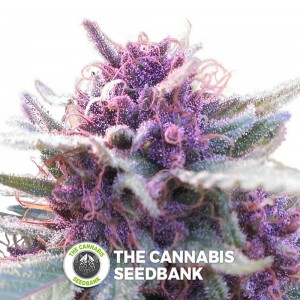 Grape Krush Regular (DJ Short) - The Cannabis Seedbank