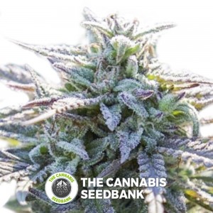 Grape SnowTrain Regular (Digital Genetics) - The Cannabis Seedbank