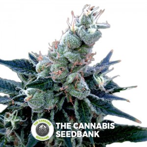 Double Alien 18 (GYO) (DNA Genetics) - The Cannabis Seedbank