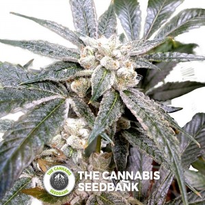 El Fuego (GYO) (DNA Genetics) - The Cannabis Seedbank