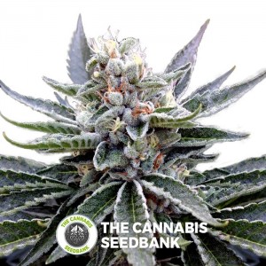 Florida Gold (GYO) (DNA Genetics) - The Cannabis Seedbank