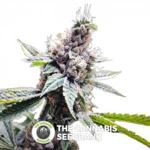 Florida OG (GYO) (DNA Genetics) - The Cannabis Seedbank