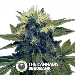 Sharksbreath (GYO)  (DNA Genetics) - The Cannabis Seedbank
