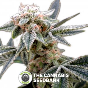 White Alien (GYO) (DNA Genetics) - The Cannabis Seedbank