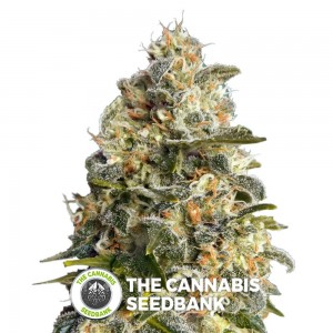 Heavy Bud (Advanced Seeds) - The Cannabis Seedbank
