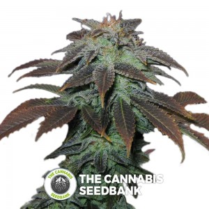 Heavy Duty Fruity Regular (T.H. Seeds) - The Cannabis Seedbank